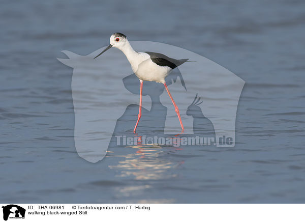 laufender Stelzenlufer / walking black-winged Stilt / THA-06981