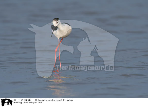 laufender Stelzenlufer / walking black-winged Stilt / THA-06982