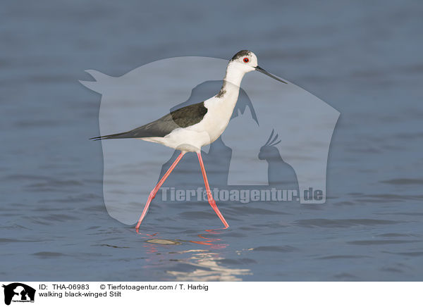 laufender Stelzenlufer / walking black-winged Stilt / THA-06983