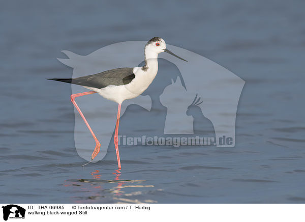 laufender Stelzenlufer / walking black-winged Stilt / THA-06985