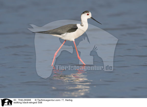 laufender Stelzenläufer / walking black-winged Stilt / THA-06986