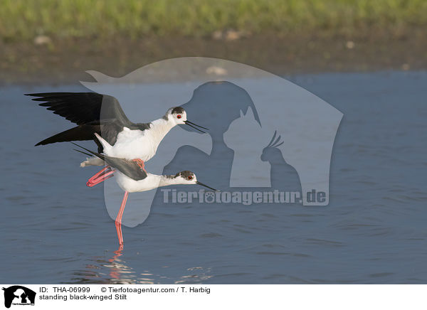 stehende Stelzenlufer / standing black-winged Stilt / THA-06999