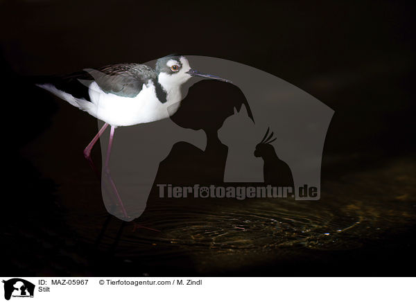 Stelzenlufer / Stilt / MAZ-05967