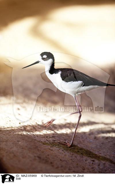 Stelzenlufer / Stilt / MAZ-05969