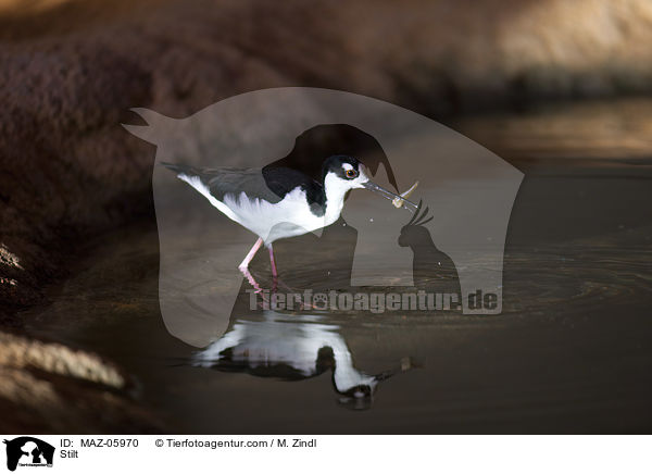 Stelzenlufer / Stilt / MAZ-05970