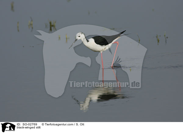 black-winged stilt / SO-02769