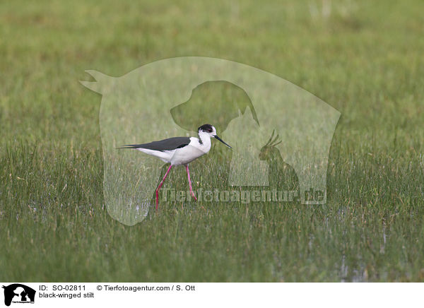 Stelzenlufer / black-winged stilt / SO-02811