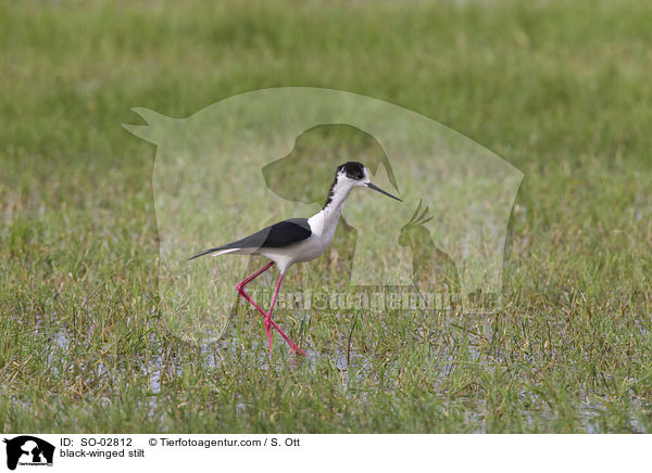 black-winged stilt / SO-02812