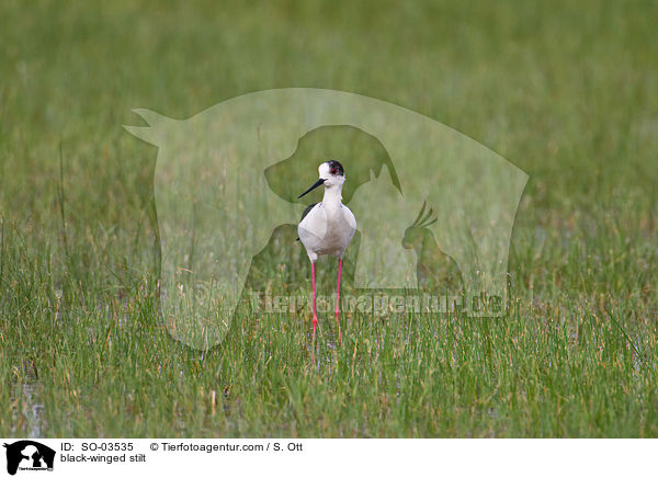 black-winged stilt / SO-03535