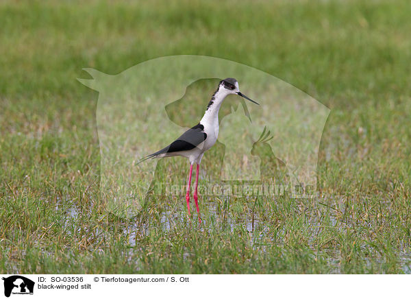 black-winged stilt / SO-03536