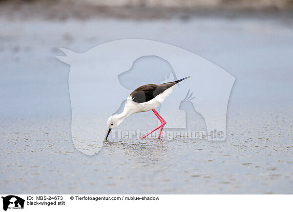 black-winged stilt / MBS-24673