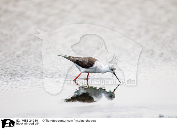 Stelzenlufer / black-winged stilt / MBS-24680