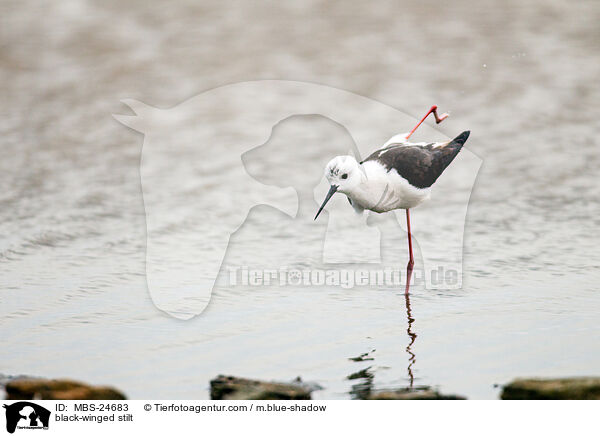 black-winged stilt / MBS-24683