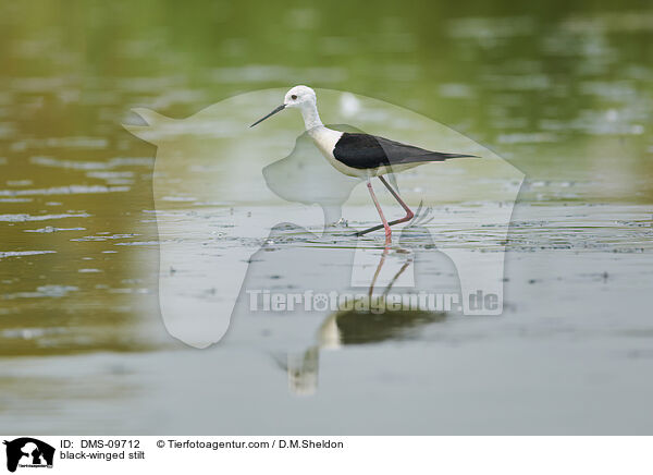 Stelzenlufer / black-winged stilt / DMS-09712