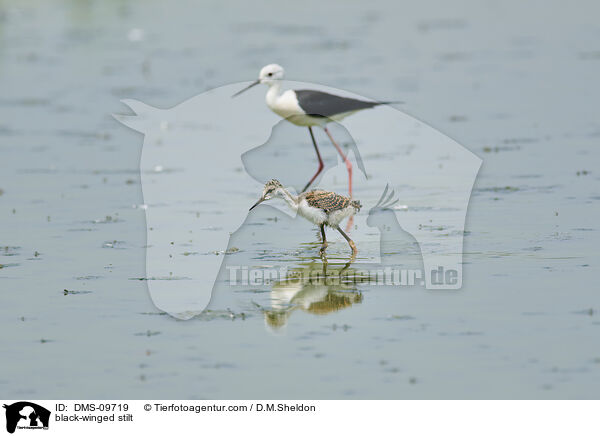 Stelzenlufer / black-winged stilt / DMS-09719