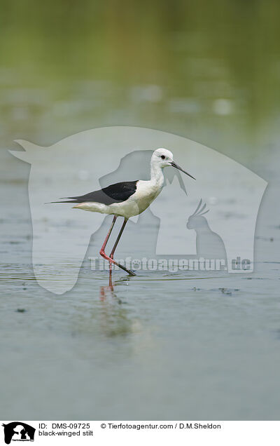 Stelzenlufer / black-winged stilt / DMS-09725