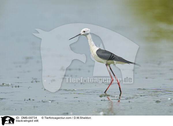 black-winged stilt / DMS-09734