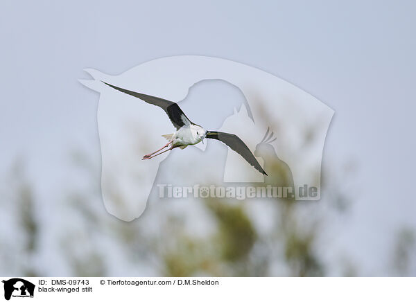 Stelzenlufer / black-winged stilt / DMS-09743