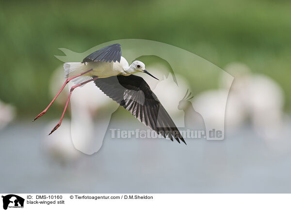 black-winged stilt / DMS-10160