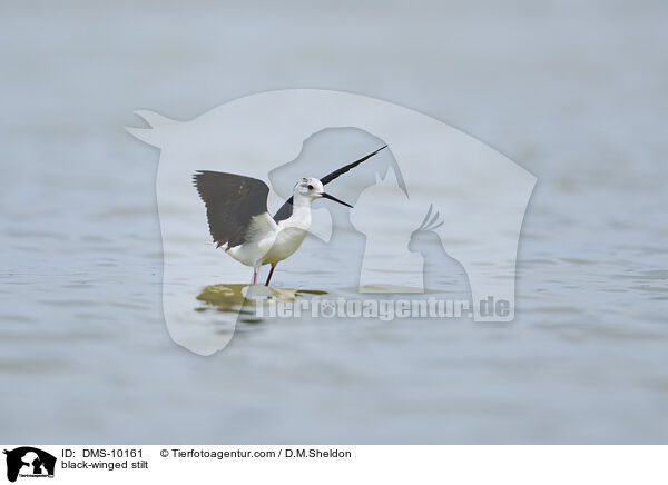 black-winged stilt / DMS-10161
