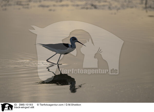 black-winged stilt / DMS-10183