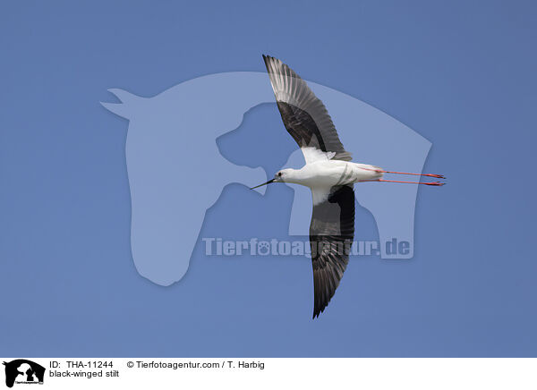 black-winged stilt / THA-11244