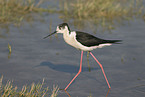 black-winged stilt