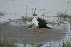 black-winged stilt