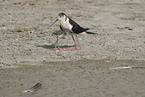 black-winged stilt