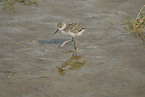 young black-winged stilt