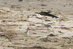 black-winged stilt