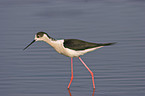 Black-winged Stilt