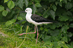 black-winged stilt