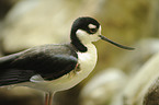 black-winged stilt