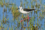 black-winged stilt
