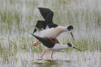 black-winged stilt