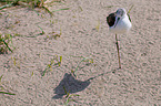 black-winged stilt