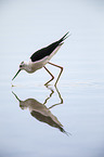 black-winged stilt
