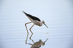 black-winged stilt