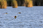 black-winged stilt