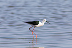 black-winged stilt