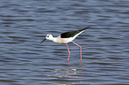 black-winged stilt
