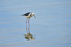 black-winged stilt
