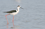 walking black-winged Stilt