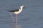 walking black-winged Stilt