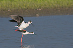standing black-winged Stilt