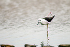 black-winged stilt
