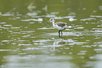 black-winged stilt