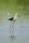 black-winged stilt