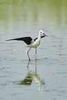 black-winged stilt
